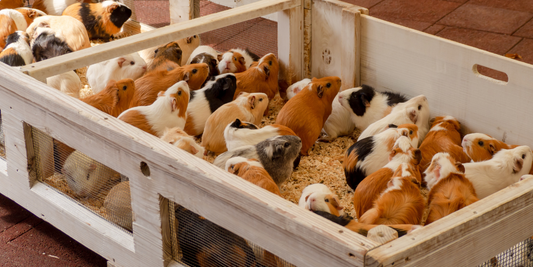 Ultimate Guide to Crafting the Best Guinea Pig Habitat: Ideas, Tips, and Essentials for Optimal Care and Joy