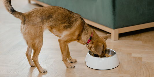 Why Dogs Sometimes Eat Their Own Poop And Tips to Curb Dog Poop-Eating Habits