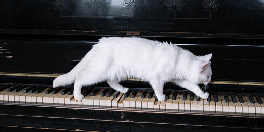 The Positive Beat: How Pets Respond to Music